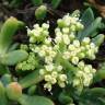 Fotografia 6 da espécie Crithmum maritimum do Jardim Botânico UTAD