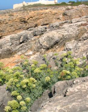 Fotografia 8 da espécie Crithmum maritimum no Jardim Botânico UTAD