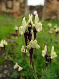 Fotografia da espécie Linaria amethystea subesp. multipunctacta