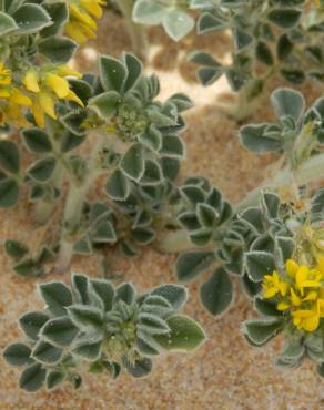 Fotografia 3 da espécie Medicago marina no Jardim Botânico UTAD