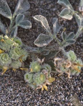 Fotografia 4 da espécie Medicago marina no Jardim Botânico UTAD