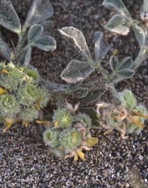 Fotografia 4 da espécie Medicago marina no Jardim Botânico UTAD