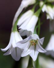 Fotografia da espécie Allium triquetrum