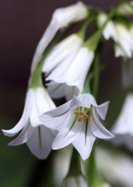 Fotografia da espécie Allium triquetrum