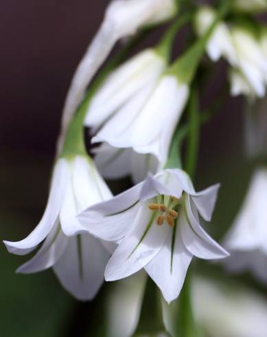 Fotografia de capa Allium triquetrum - do Jardim Botânico