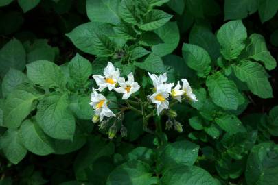 Fotografia da espécie Solanum tuberosum