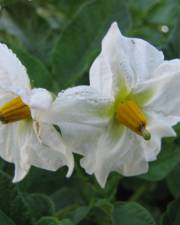 Fotografia da espécie Solanum tuberosum