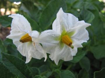 Fotografia da espécie Solanum tuberosum