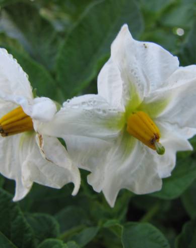 Fotografia de capa Solanum tuberosum - do Jardim Botânico