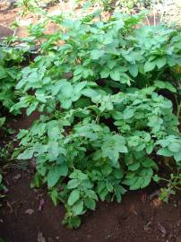 Fotografia da espécie Solanum tuberosum