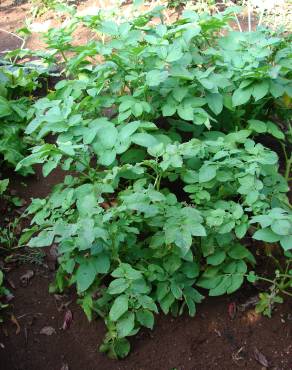 Fotografia 3 da espécie Solanum tuberosum no Jardim Botânico UTAD