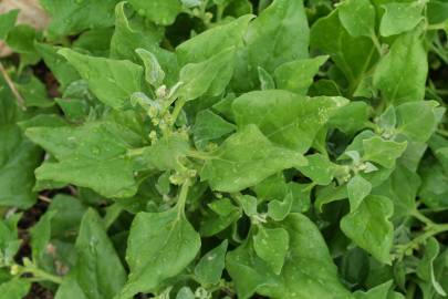 Fotografia da espécie Tetragonia tetragonoides