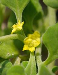 Tetragonia tetragonoides