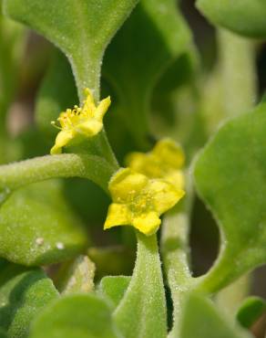 Fotografia 1 da espécie Tetragonia tetragonoides no Jardim Botânico UTAD