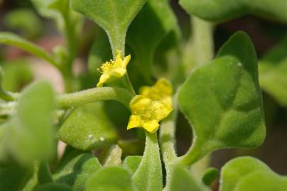 Fotografia da espécie Tetragonia tetragonoides