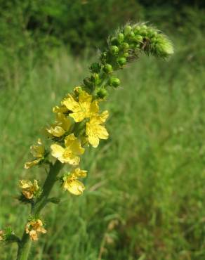 Fotografia 3 da espécie Agrimonia eupatoria subesp. eupatoria no Jardim Botânico UTAD