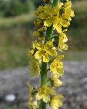 Fotografia da espécie Agrimonia eupatoria