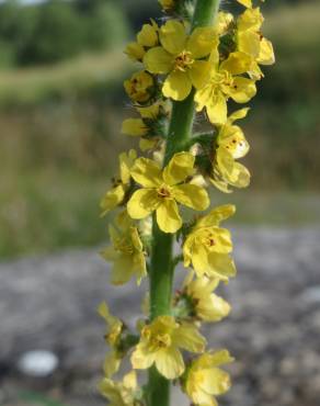 Fotografia 1 da espécie Agrimonia eupatoria subesp. eupatoria no Jardim Botânico UTAD