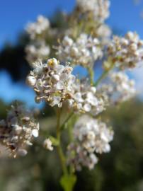 Fotografia da espécie Lepidium latifolium