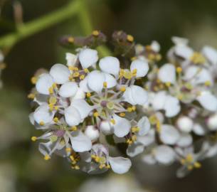 Fotografia da espécie Lepidium latifolium