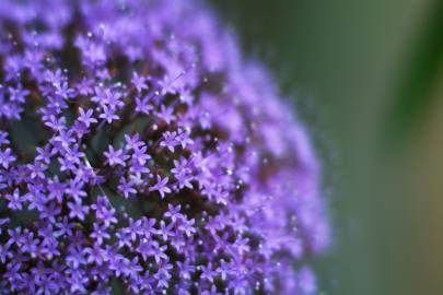 Fotografia da espécie Trachelium caeruleum subesp. caeruleum