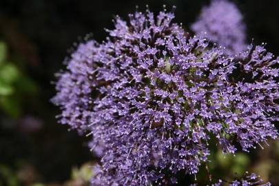 Fotografia da espécie Trachelium caeruleum subesp. caeruleum