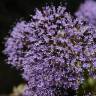 Fotografia 3 da espécie Trachelium caeruleum subesp. caeruleum do Jardim Botânico UTAD