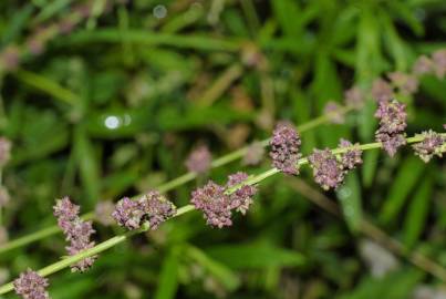 Fotografia da espécie Atriplex prostrata