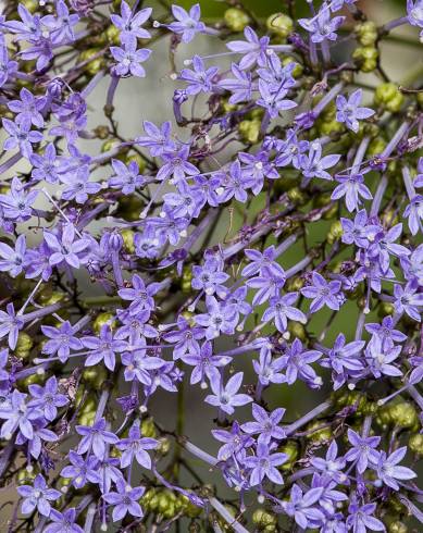 Fotografia de capa Trachelium caeruleum subesp. caeruleum - do Jardim Botânico