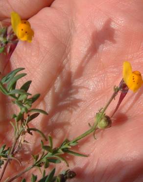 Fotografia 3 da espécie Linaria amethystea subesp. multipunctacta no Jardim Botânico UTAD