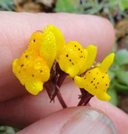 Fotografia da espécie Linaria amethystea subesp. multipunctacta