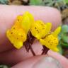 Fotografia 5 da espécie Linaria amethystea subesp. multipunctacta do Jardim Botânico UTAD