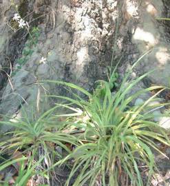 Fotografia da espécie Chlorophytum comosum