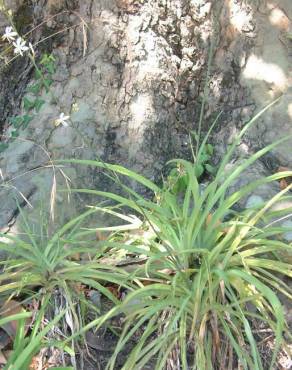 Fotografia 3 da espécie Chlorophytum comosum no Jardim Botânico UTAD