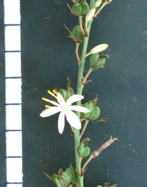 Fotografia 4 da espécie Chlorophytum comosum no Jardim Botânico UTAD