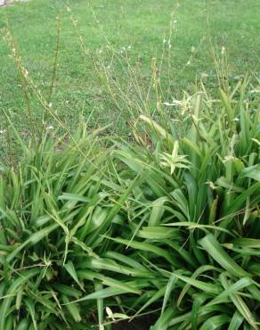 Fotografia 5 da espécie Chlorophytum comosum no Jardim Botânico UTAD