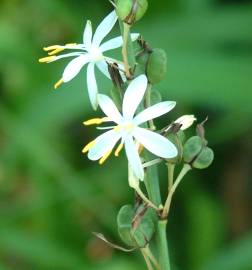 Fotografia da espécie Chlorophytum comosum