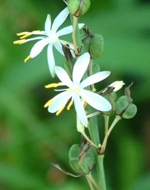 Fotografia 6 da espécie Chlorophytum comosum no Jardim Botânico UTAD