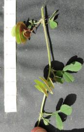 Fotografia da espécie Medicago orbicularis