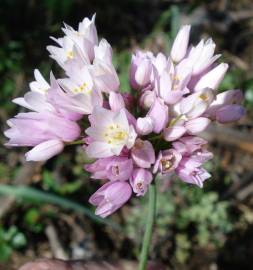 Fotografia da espécie Allium roseum var. roseum