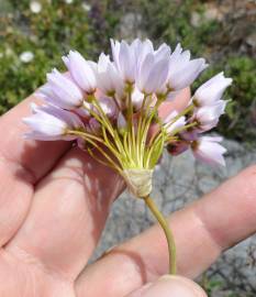 Fotografia da espécie Allium roseum var. roseum