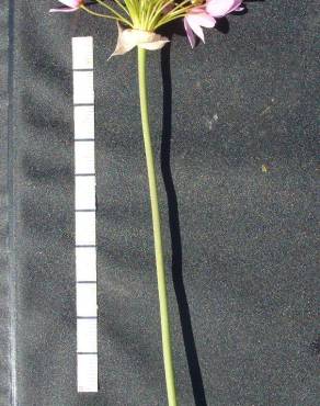 Fotografia 7 da espécie Allium roseum var. roseum no Jardim Botânico UTAD
