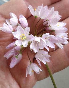 Fotografia 8 da espécie Allium roseum var. roseum no Jardim Botânico UTAD