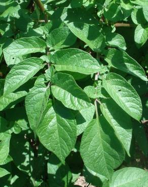 Fotografia 4 da espécie Solanum tuberosum no Jardim Botânico UTAD