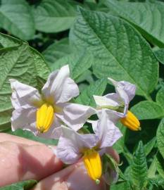 Fotografia da espécie Solanum tuberosum