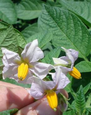 Fotografia 5 da espécie Solanum tuberosum no Jardim Botânico UTAD