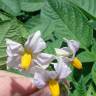 Fotografia 5 da espécie Solanum tuberosum do Jardim Botânico UTAD