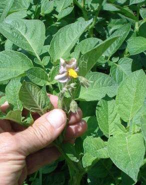 Fotografia 7 da espécie Solanum tuberosum no Jardim Botânico UTAD