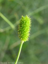 Fotografia da espécie Ranunculus ollissiponensis subesp. ollissiponensis