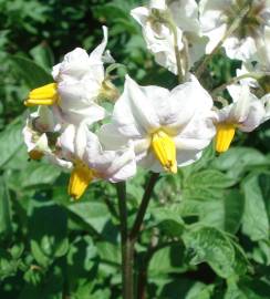 Fotografia da espécie Solanum tuberosum